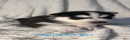 Siberian Husky dogs for sale: Beautiful husky pups in Mitcham - Advert 6