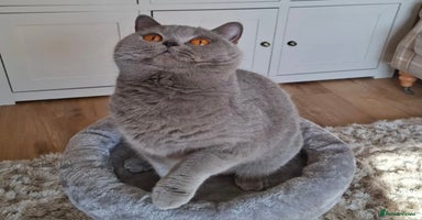 British Shorthair cats - Advert 2