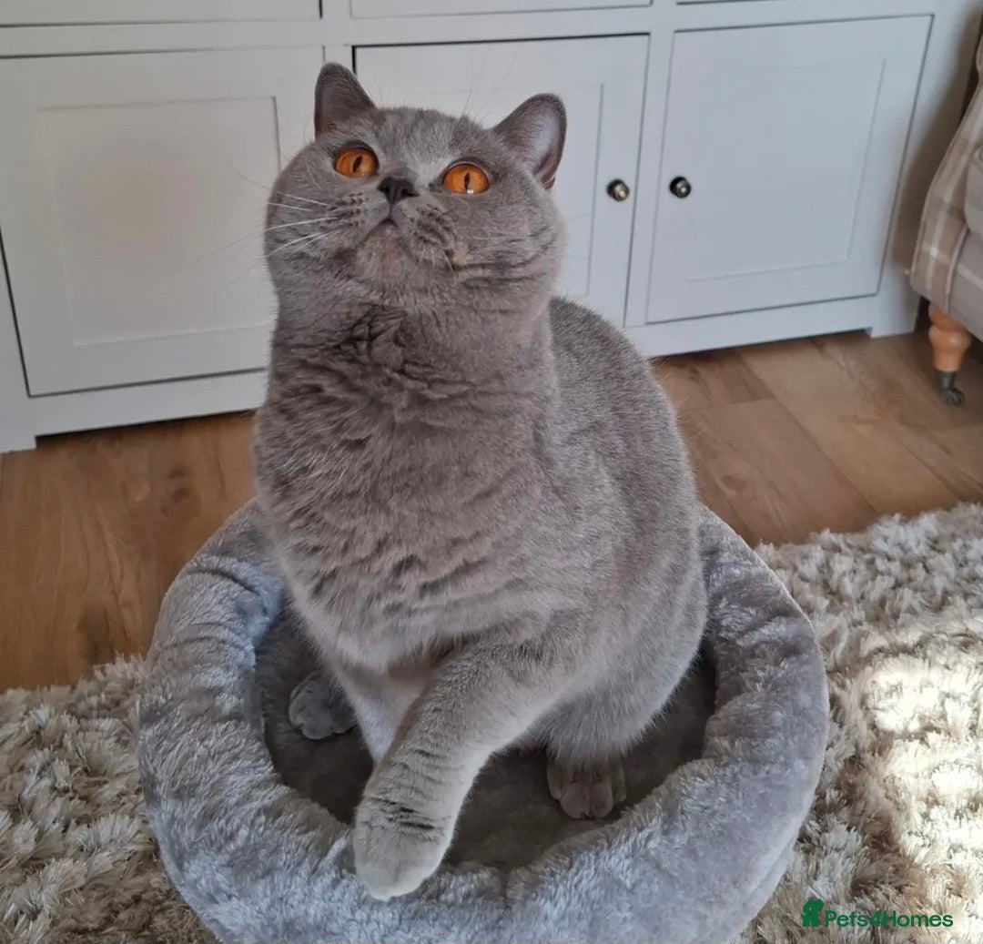 British Shorthair cats for sale: Champion queen GCCF ACTIVE - Image 3
