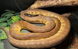 Python Snake reptiles for sale: Black headed python for sale  - Image 5