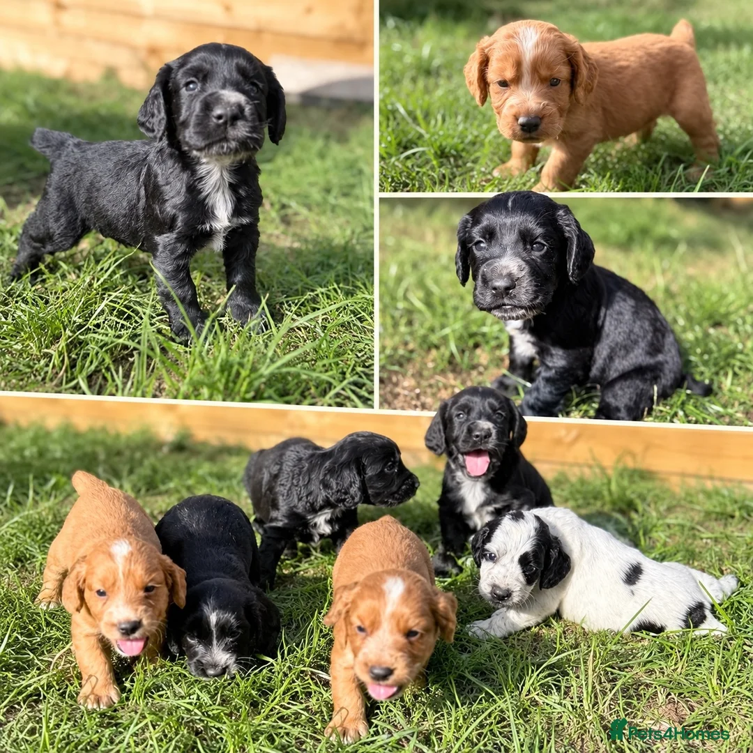 Cocker Spaniel dogs for sale: Working cocker spaniel puppies  - Advert 1