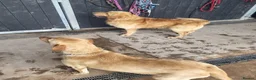 Goldador dogs for sale: Gorgeous F1 Goldador puppies from excellent lines in Kidderminster - Advert 3