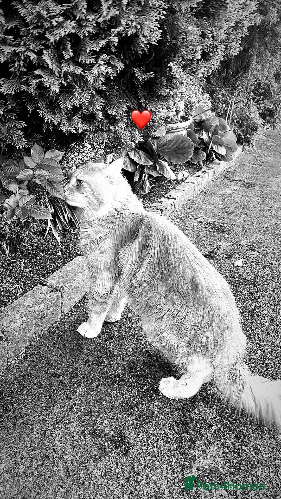 Maine Coon cats for stud: Alphie Maine coon STUD in Atherstone - Advert 2