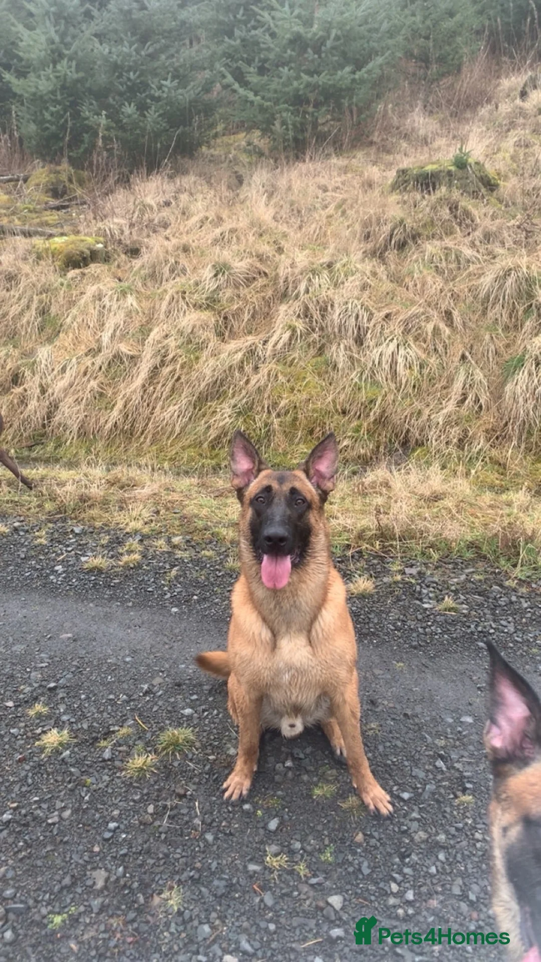 Mixed Breed dogs for sale: German Malinois - Advert 2