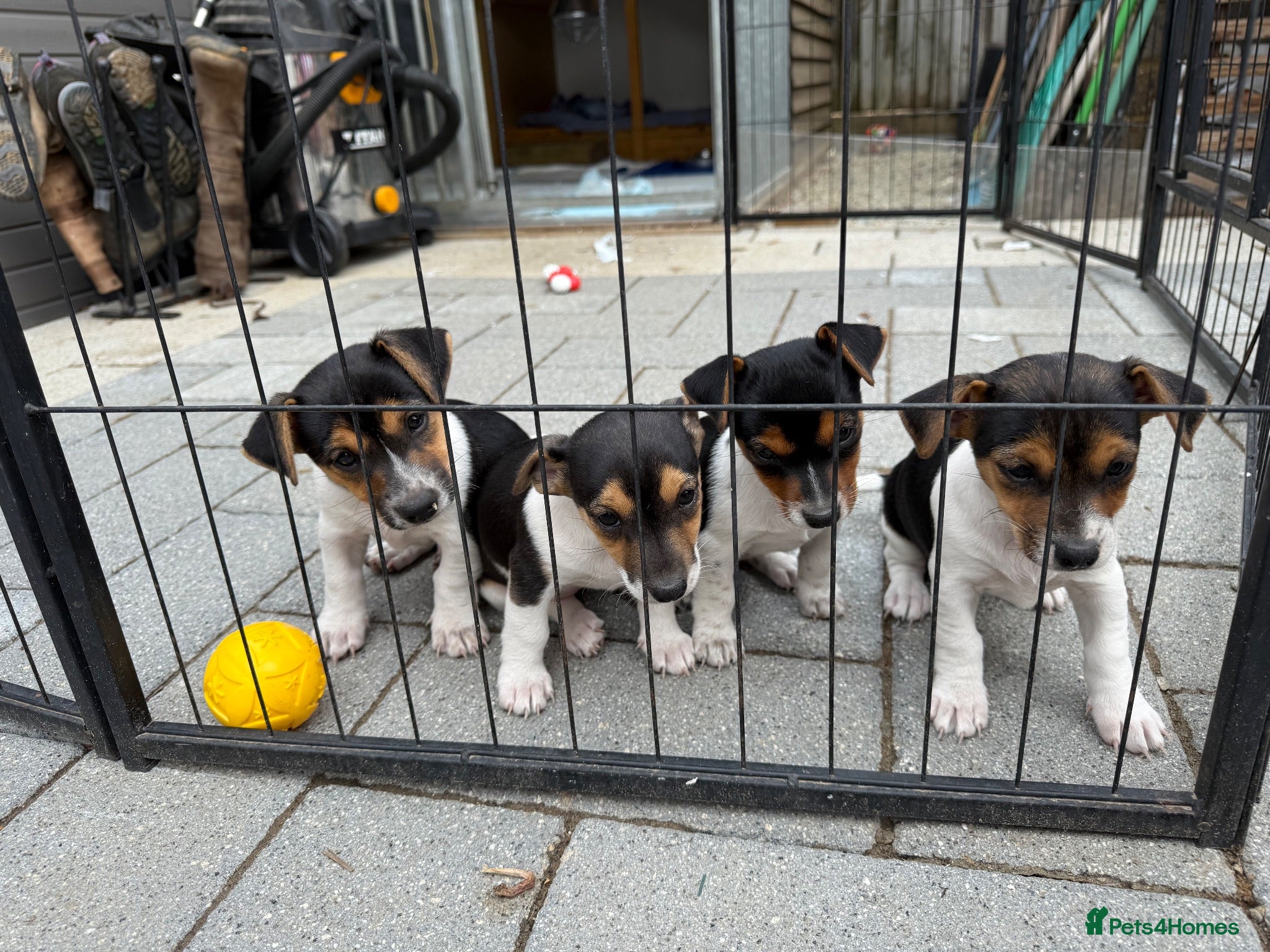 Jack Russell dogs Beautiful Jack Russell Puppies For Sale  - Advert 1