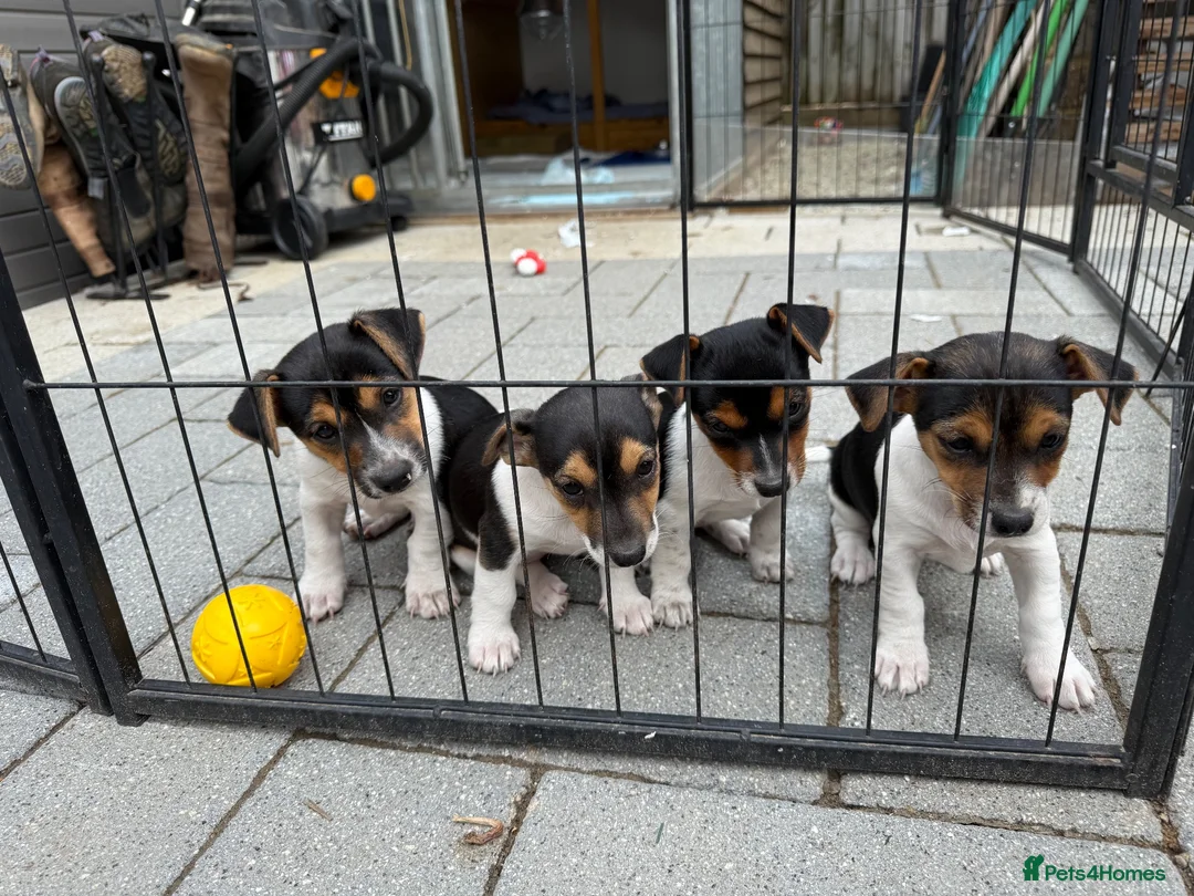 Jack Russell dogs for sale: Beautiful Jack Russell Puppies For Sale  - Advert 1