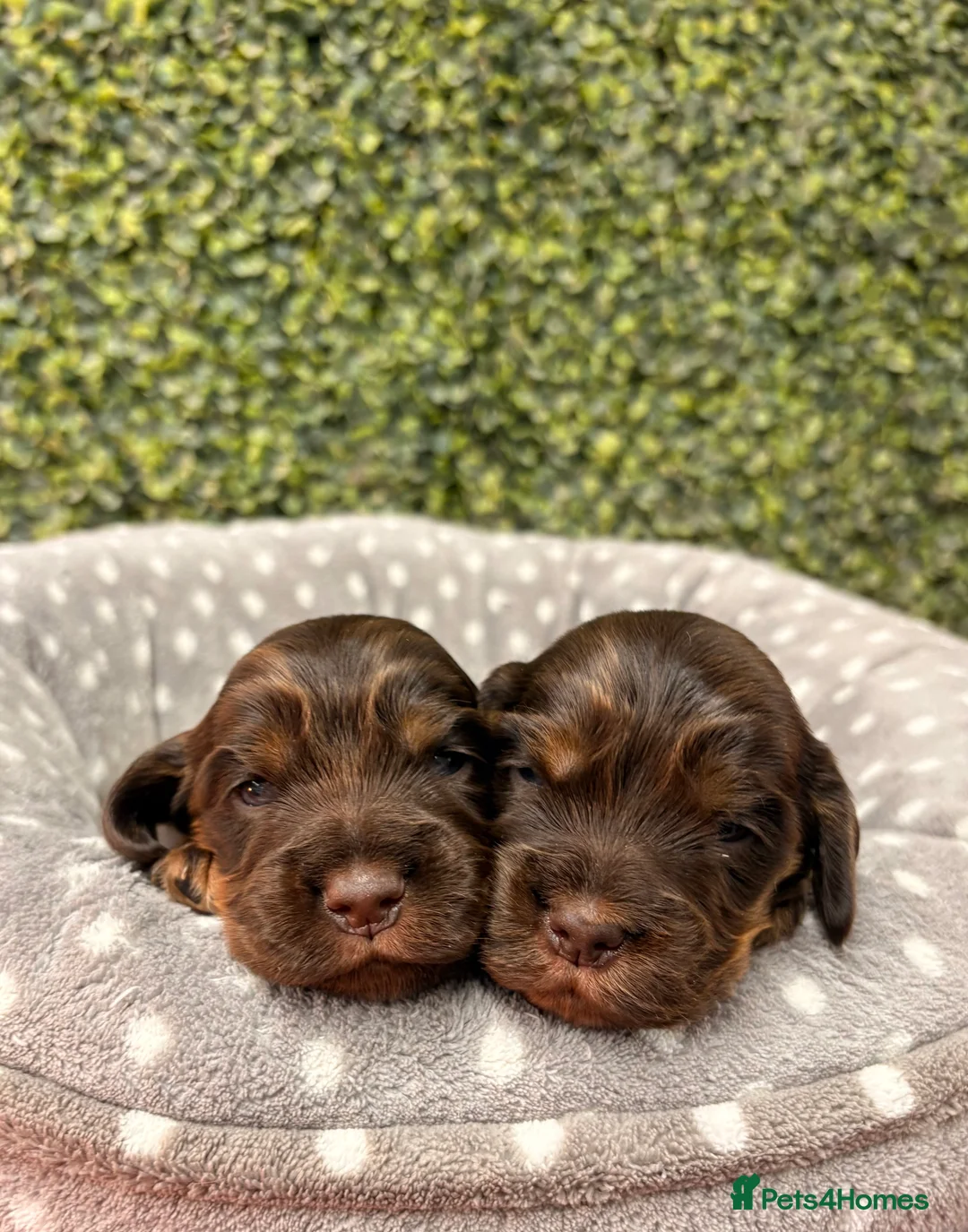 Cocker Spaniel dogs for sale: 🤎🧡 Show Cocker Spaniel Puppies For Sale - Advert 13