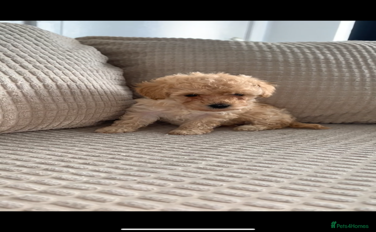 Poochon dogs - Advert 1