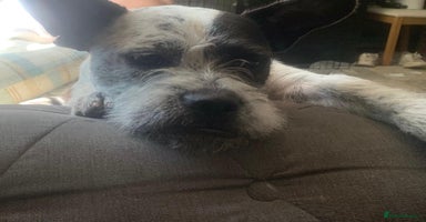 Mixed Breed dogs - Advert 1