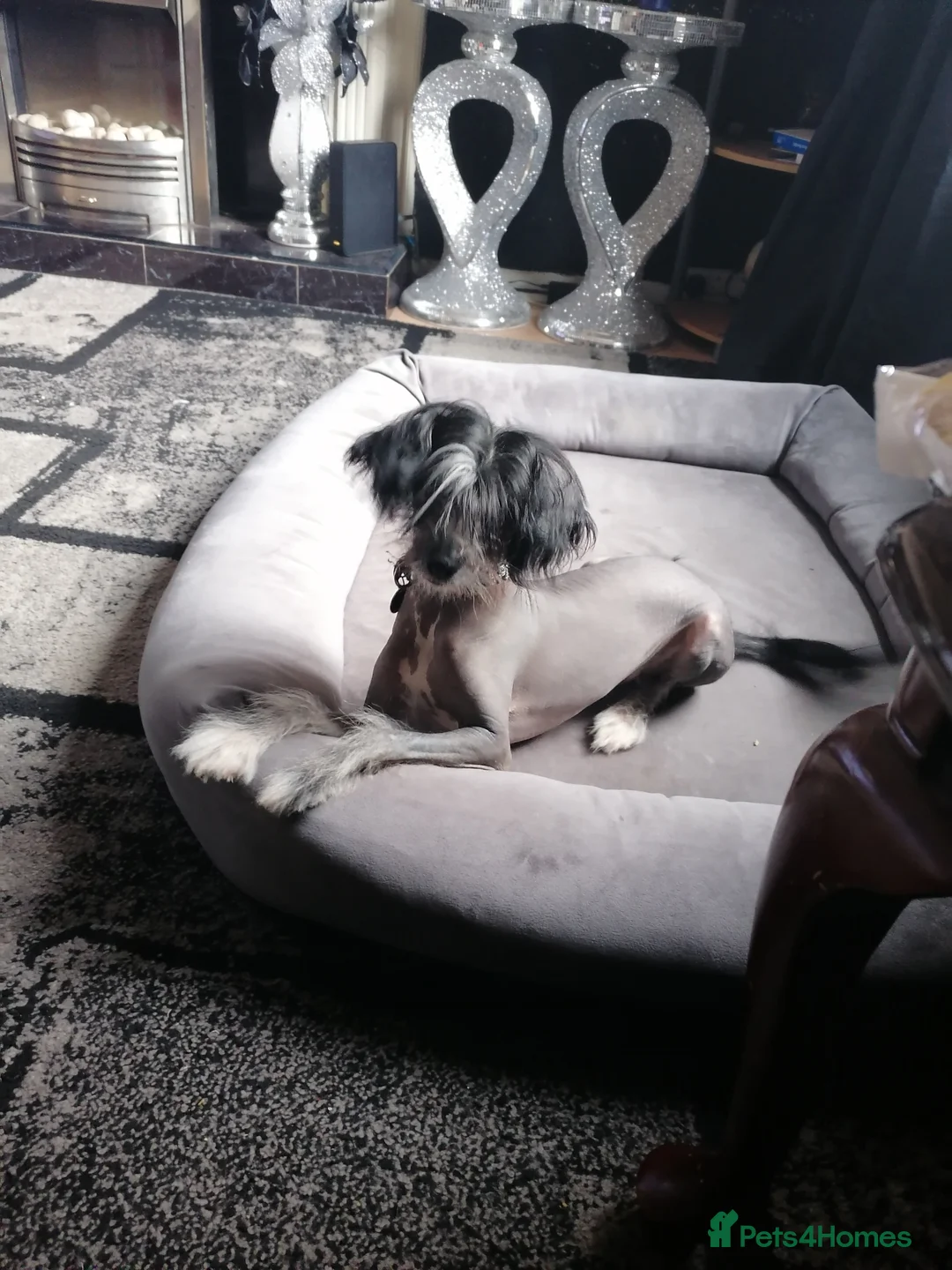 Chinese Crested dogs for stud: True hairless boy ready for stud in Sheffield - Advert 4