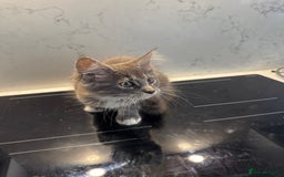 Maine Coon cats for sale: GCCF Registered Kittens. Beautiful lively kittens  - Image 27