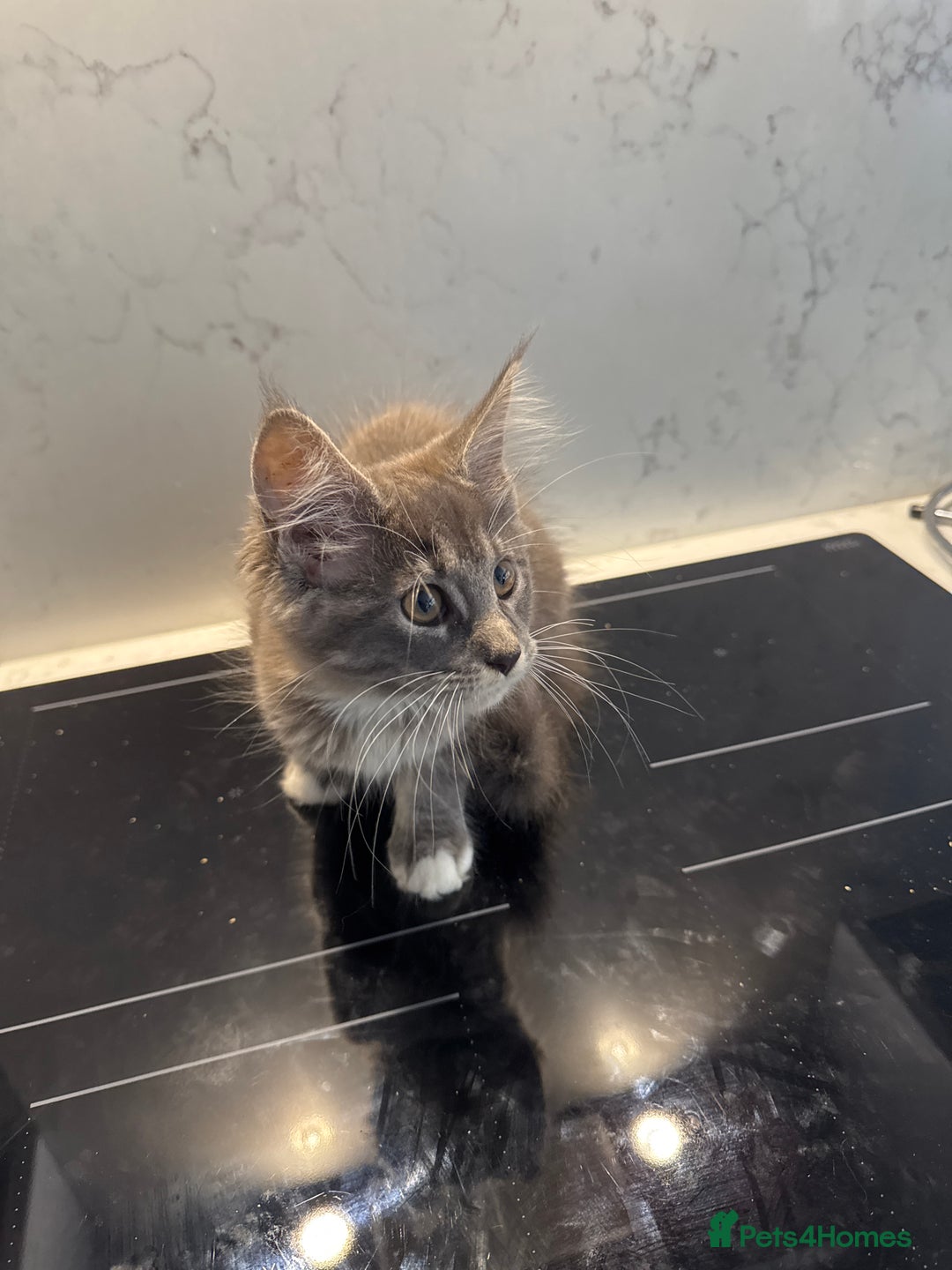 Maine Coon cats for sale: GCCF Registered Kittens. Beautiful lively kittens  - Image 27