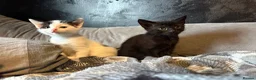 British Shorthair cats for adoption: 💔 RESCUE CRISIS KITTENS 💔 - Advert 12