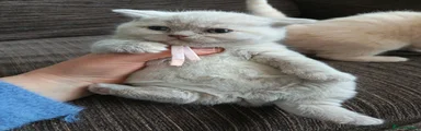 Pink collar girl