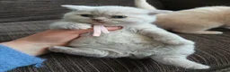 British Shorthair cats for sale: GCCF registered cream and lilac BSH - Advert 32
