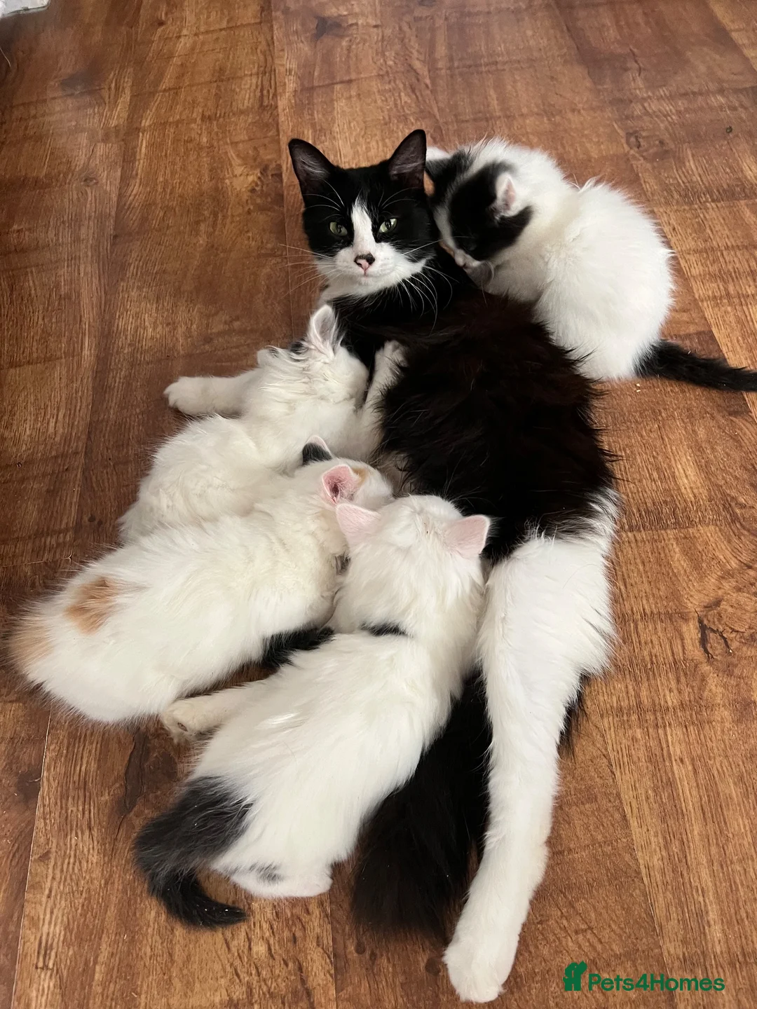 Mixed Breed cats for sale: Gorgeous fluffballs looking for loving homes - Advert 1