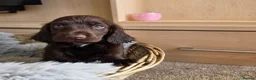 Cocker Spaniel dogs for sale: Working Type Cocker Spaniels - Advert 7