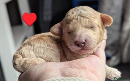 Poochon dogs for sale: 🐾 Adorable F1b Poochon Puppies - Ready November🐾 - Image 34