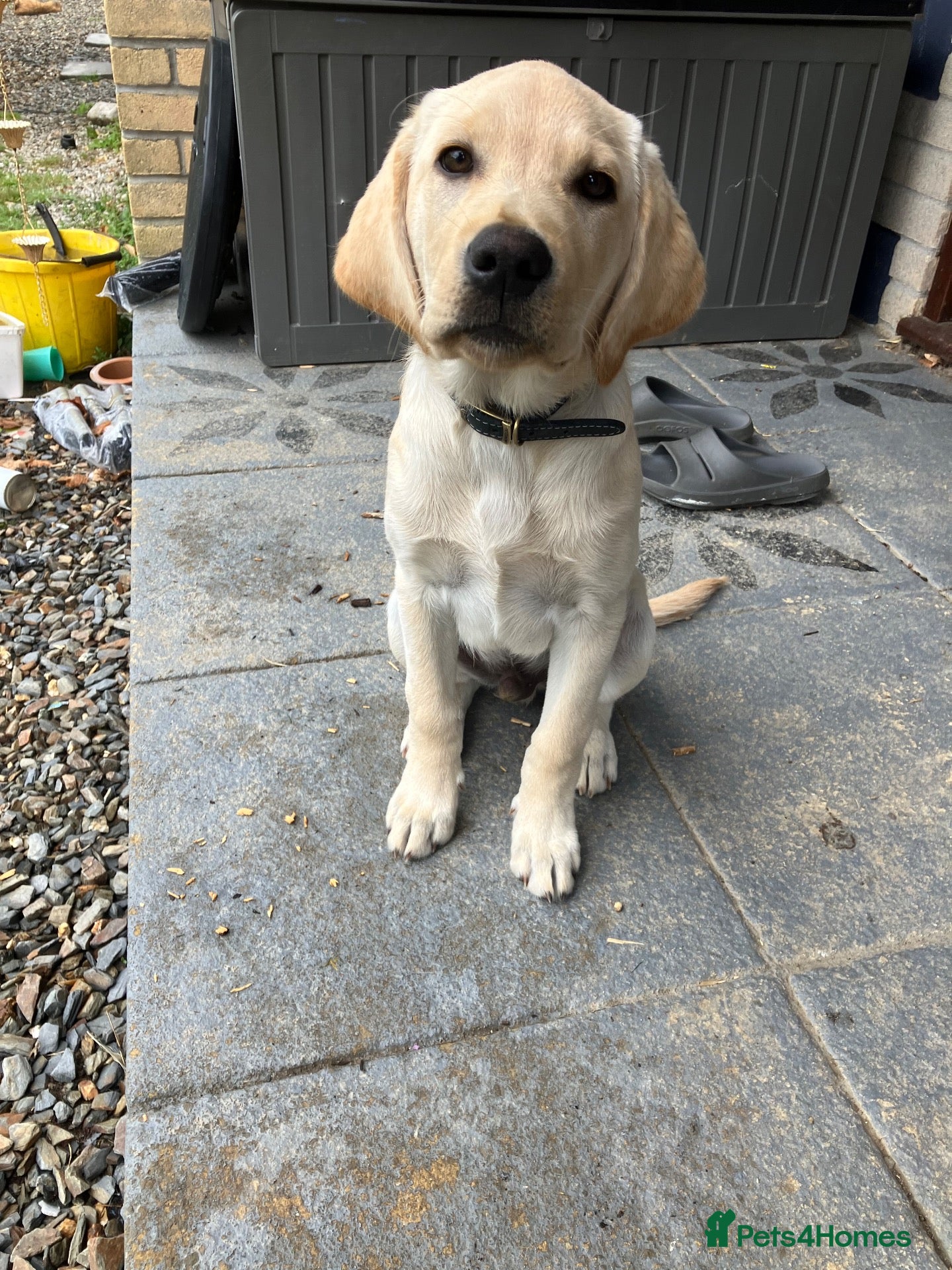 Labrador Retriever dogs Buddy (boy Lab) - Advert 12