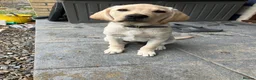 Labrador Retriever dogs for sale: Buddy (boy Lab) in Saint Austell - Advert 1