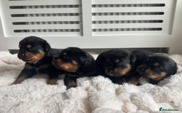 Rottweiler dogs for sale: Rottweiler puppies for sale - Image 17