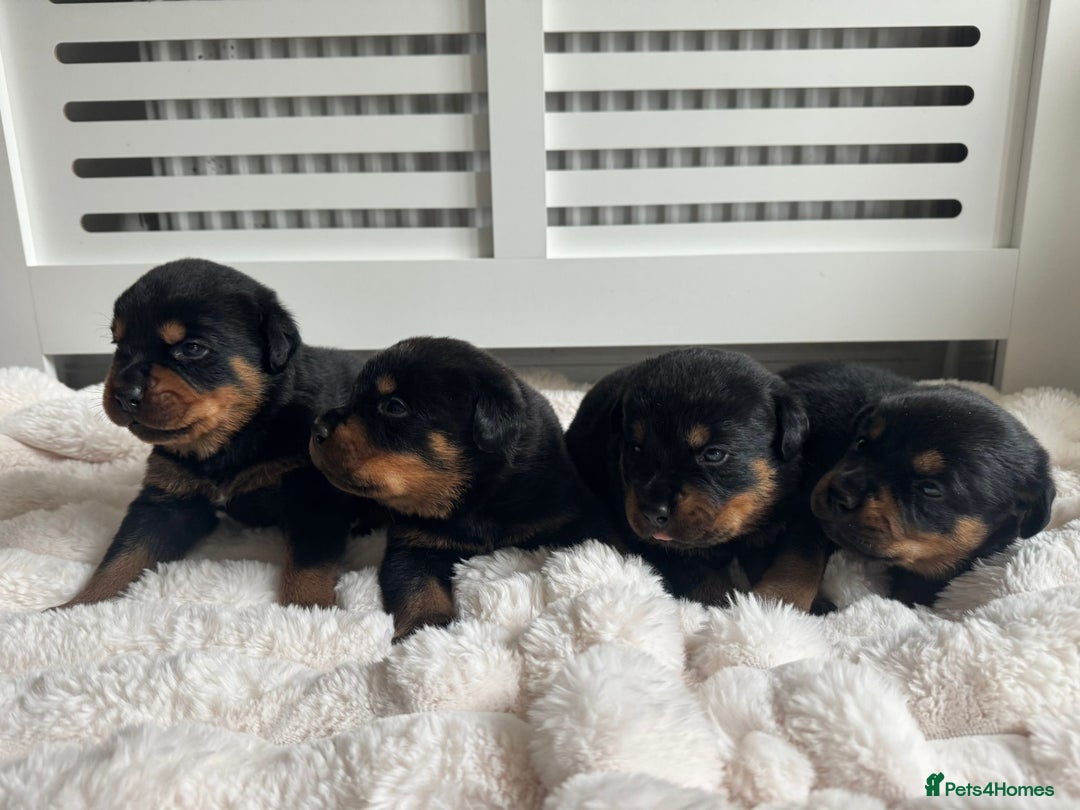 Rottweiler dogs for sale: Rottweiler puppies for sale - Image 17