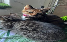 Bengal cats for sale: 2Beautiful kittens Left - Image 17