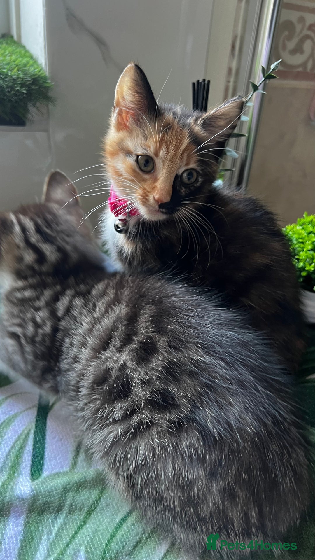 Bengal cats for sale: 2Beautiful kittens Left - Image 17