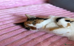 Mixed Breed cats for sale: Domestic long haired female cat  - Advert 3