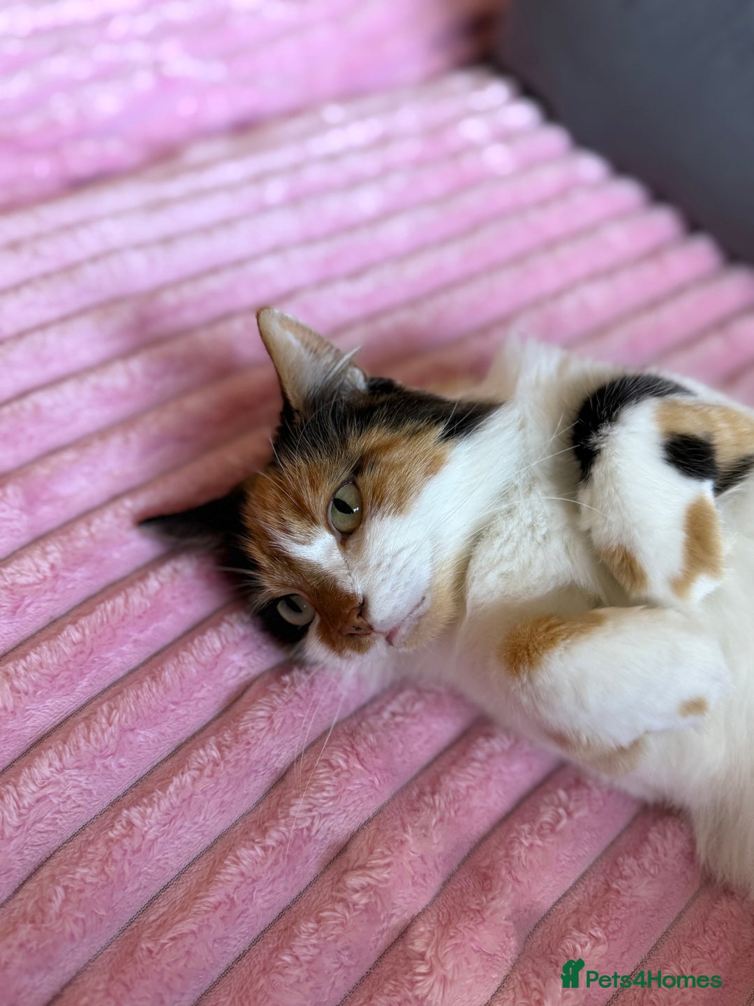 Mixed Breed cats for sale: Domestic long haired female cat  - Advert 3