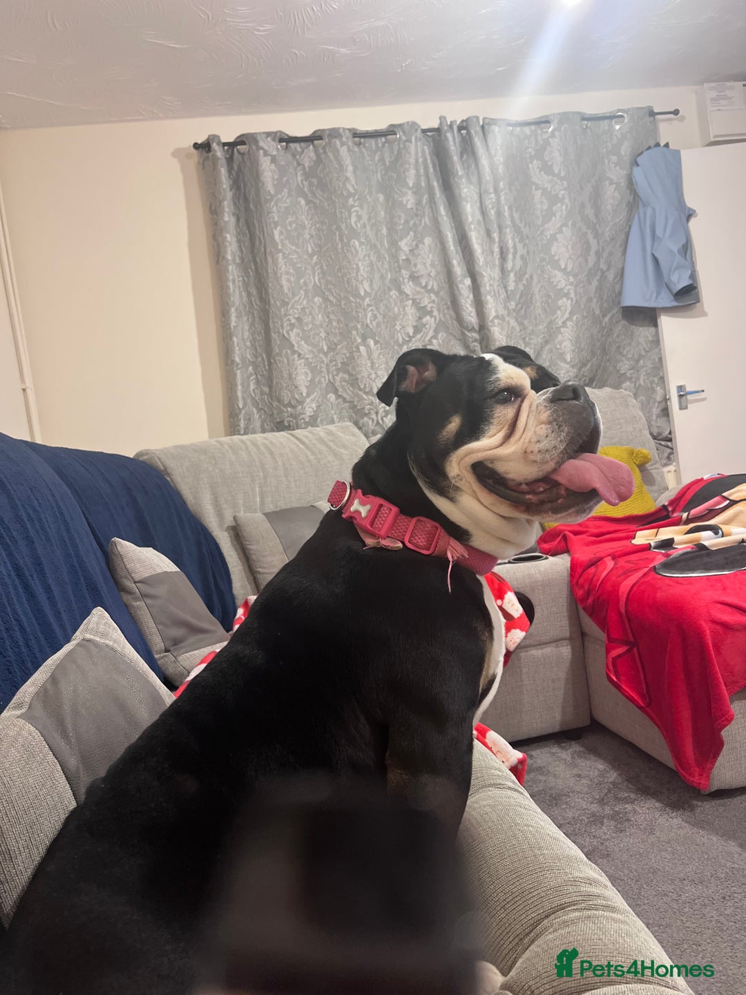 English Bulldog dogs for sale: 3 year old English bulldog  - Image 1