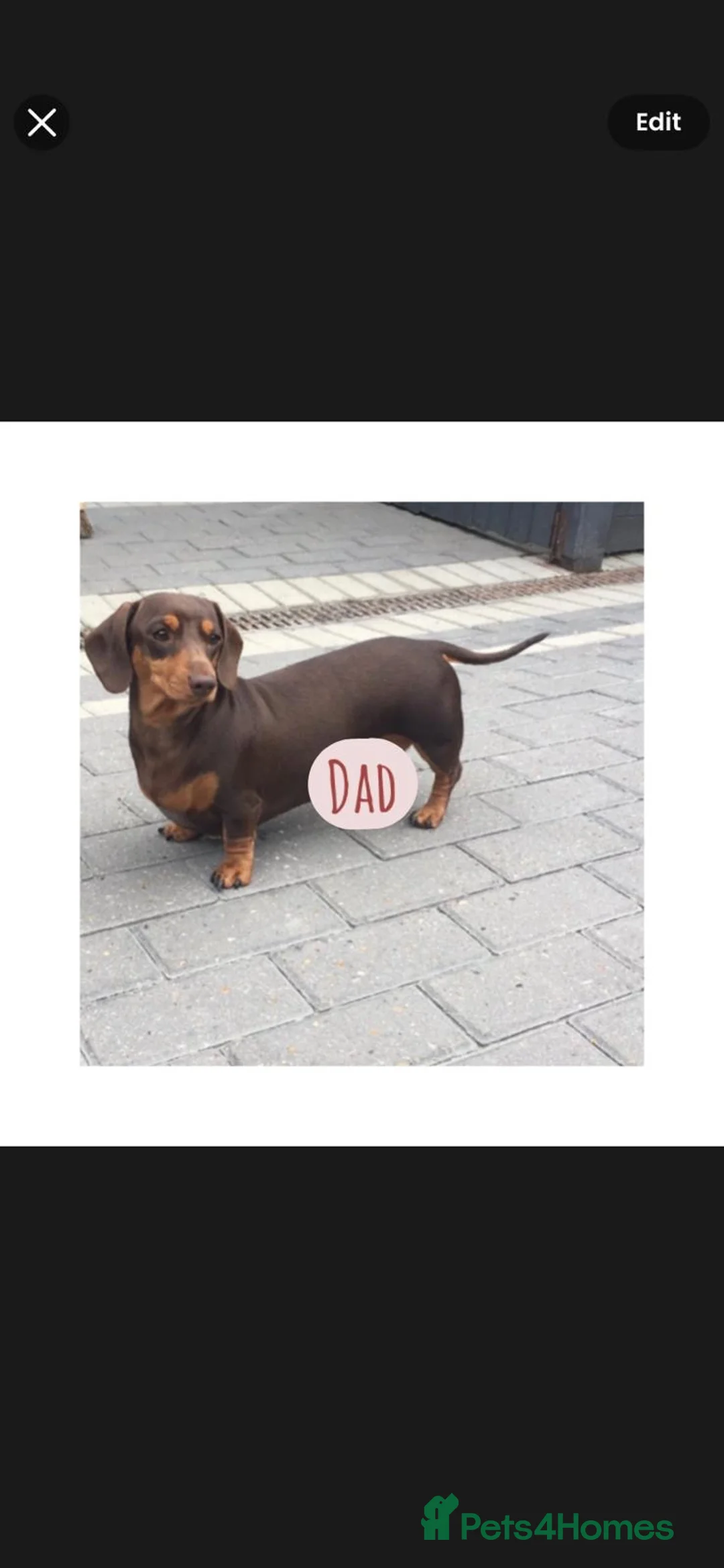 Miniature Dachshund dogs for sale: KC Miniature Dachshund 2 girls & 2 boys - Advert 2