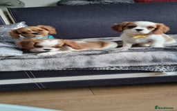 Cavalier King Charles Spaniel dogs for sale: Cavaliers King Charles spaniels - Image 11