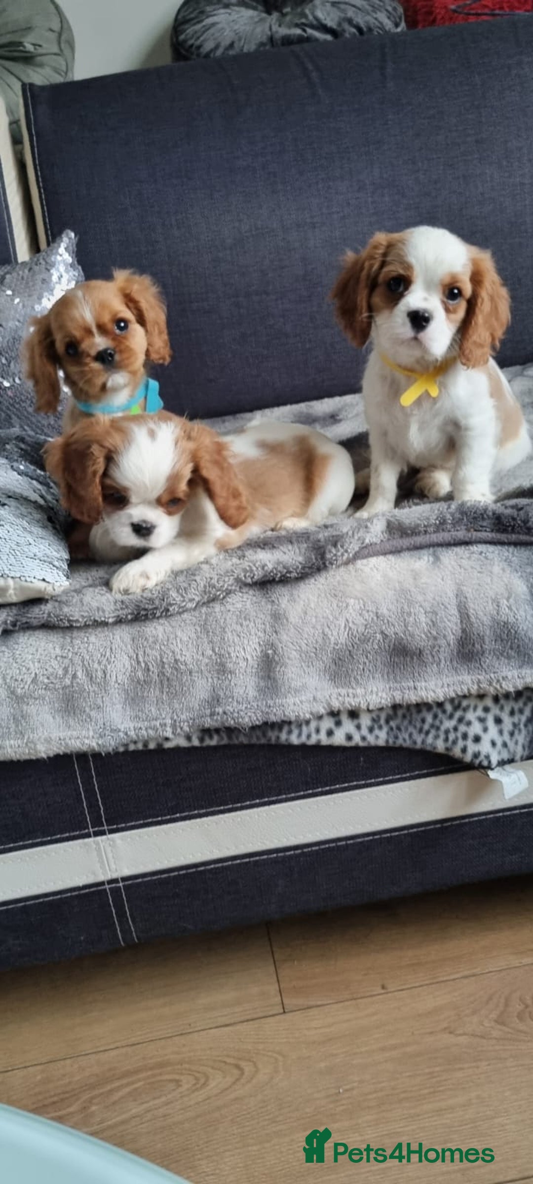 Cavalier King Charles Spaniel dogs for sale: Cavaliers King Charles spaniels - Image 11