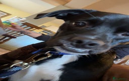 Mixed Breed dogs for sale: milo the pug cross - Image 6