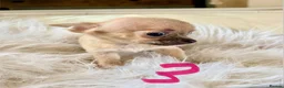 Chihuahua dogs for sale: Tiny chihuahua puppies - Advert 16