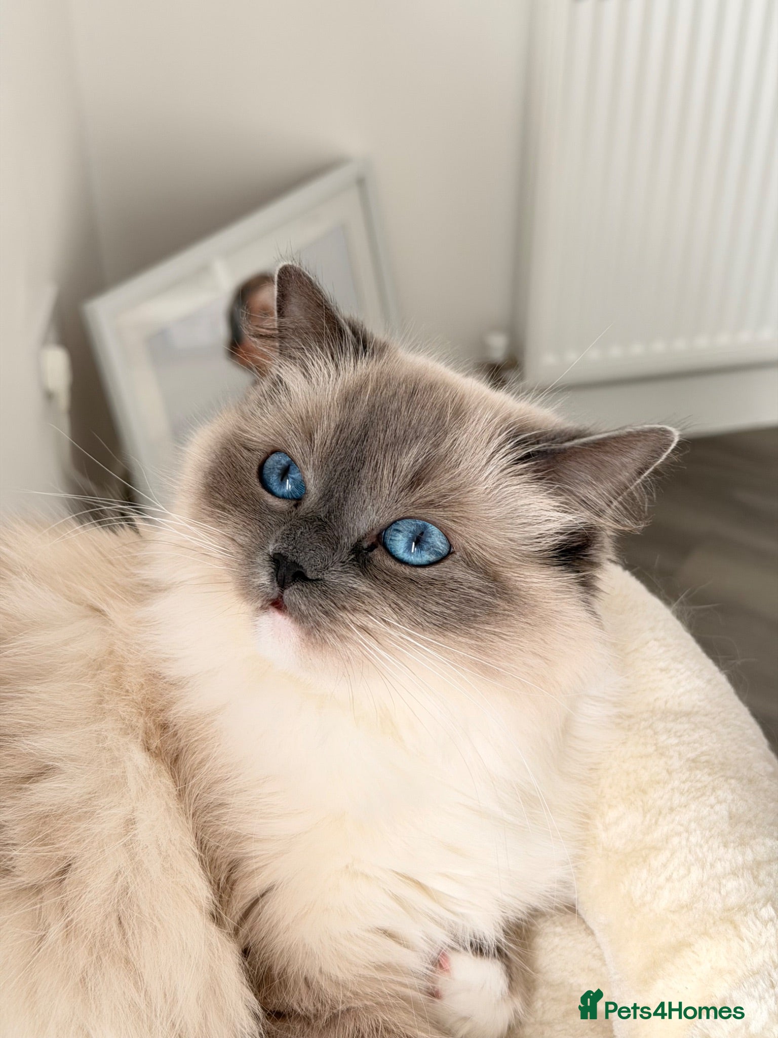 Ragdoll cats Retired Ragdoll Queen Looking for Her Forever Home - Advert 17
