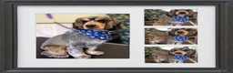 Cocker Spaniel dogs for stud:  Sable Show Cocker Spaniel Available for Stud 🐾 - Advert 11