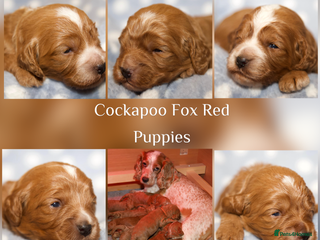 Cockapoo dogs - Advert 5