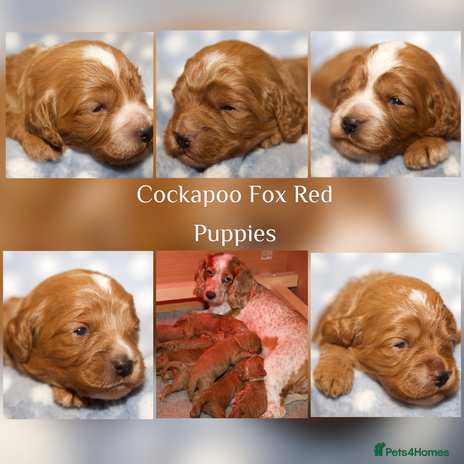 Cockapoo dogs - Advert 1