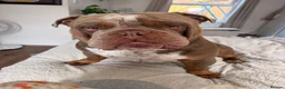 Olde English Bulldogge dogs for sale: Rhyno olde English bulldogge  - Advert 2
