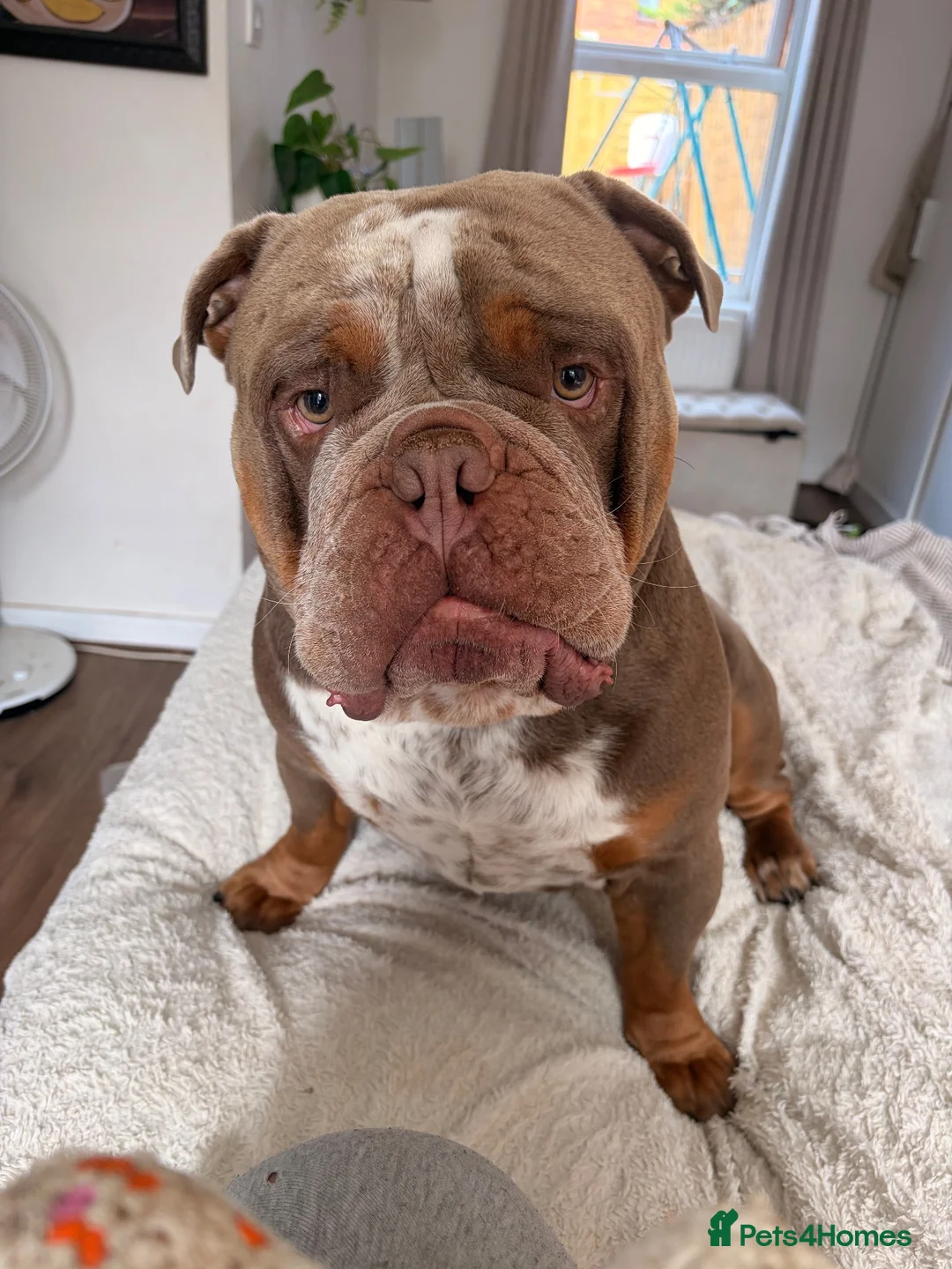 Olde English Bulldogge dogs for sale: Rhyno olde English bulldogge  - Advert 2