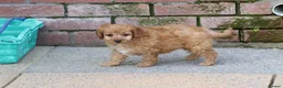 Cockapoo dogs for sale: Beautiful Cockapoo puppies for sale  - Advert 12