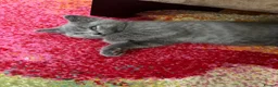 British Shorthair cats for sale: Beautiful Bsh&scottish fold - Advert 19