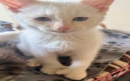 Ragdoll cats for sale: ADORABLE RAGDOLL POLYDACTYL KITTENS - READY NOW - Image 36