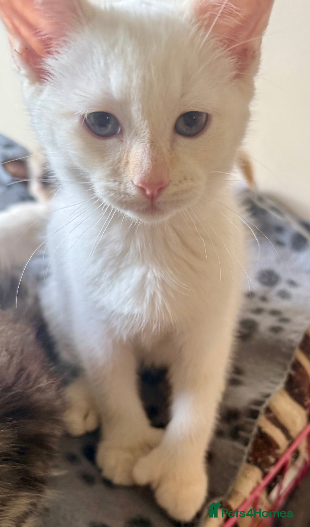 Ragdoll cats for sale: ADORABLE RAGDOLL POLYDACTYL KITTENS - READY NOW - Image 36