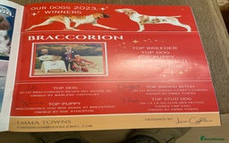 Bracco Italiano dogs for sale: 🌟 TOP BREEDER 2021,22,22,24,25🌟 - Image 19