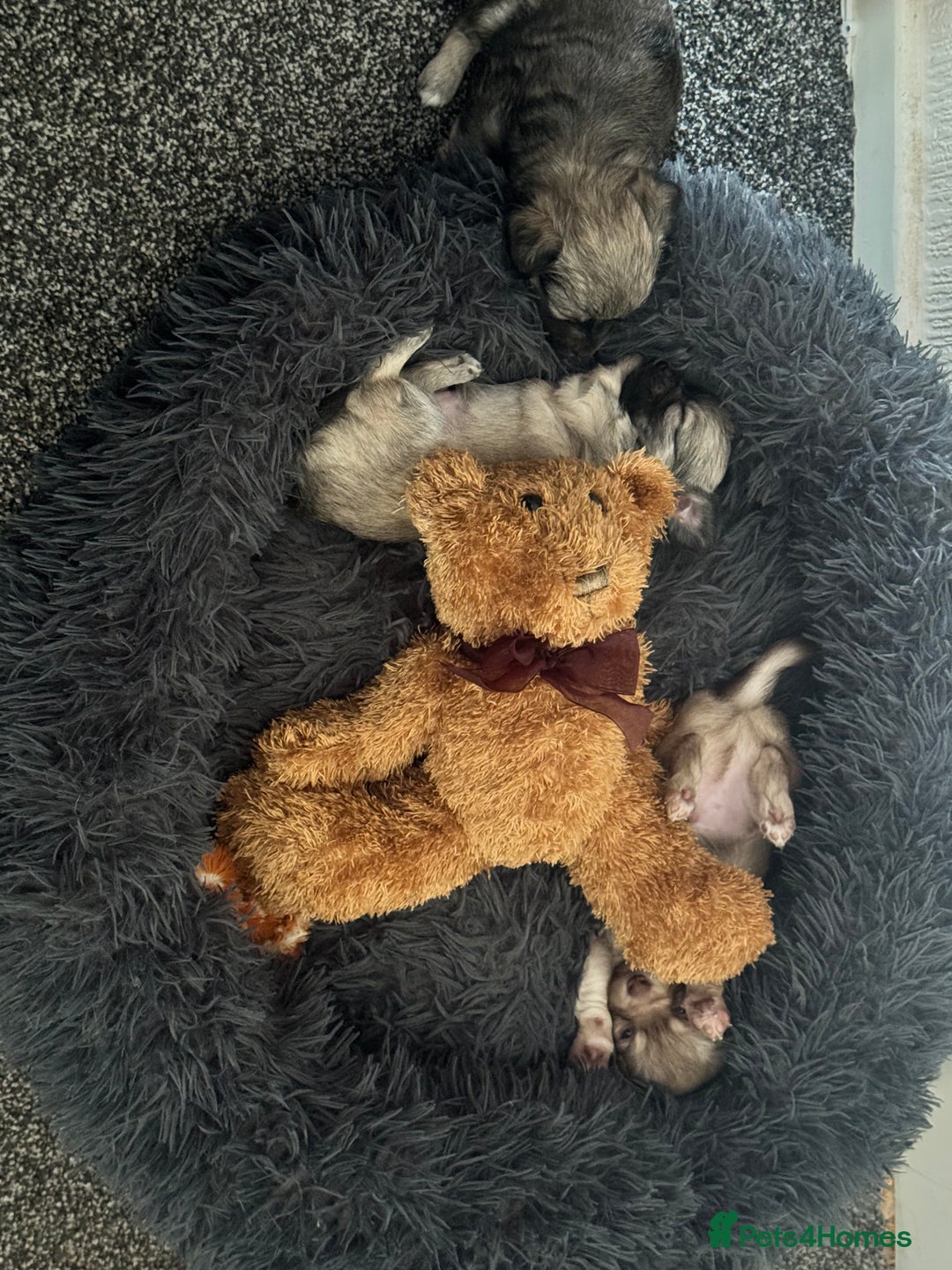 Chihuahua dogs for sale: Chihuahua puppies for sale - Image 2