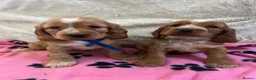 Cocker Spaniel dogs for sale: Stunning show type cocker spaniel puppies  - Advert 11