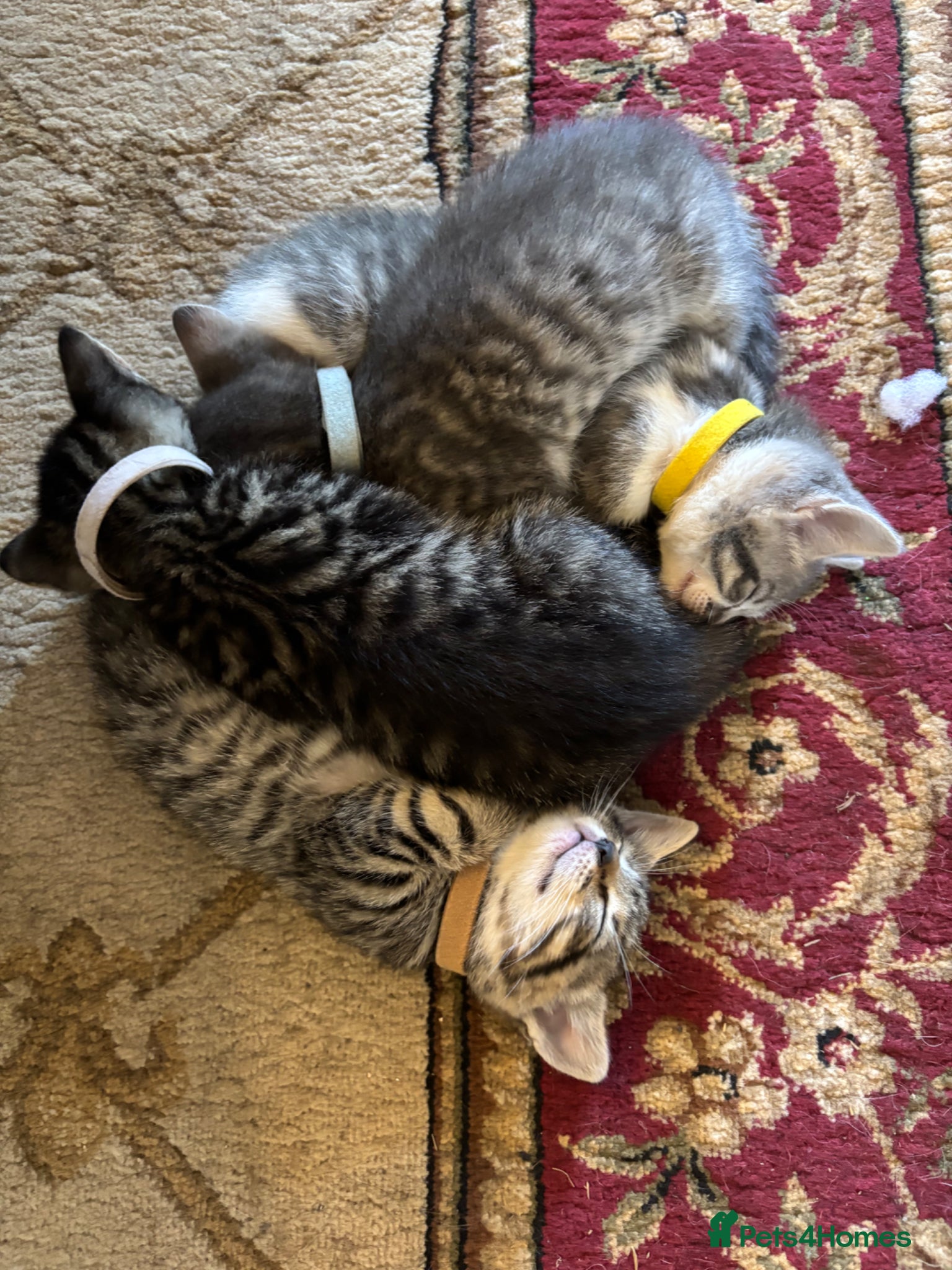 Mixed Breed cats for sale: Gorgeous Kittens Looking for 5* Forever Homes  - Advert 4